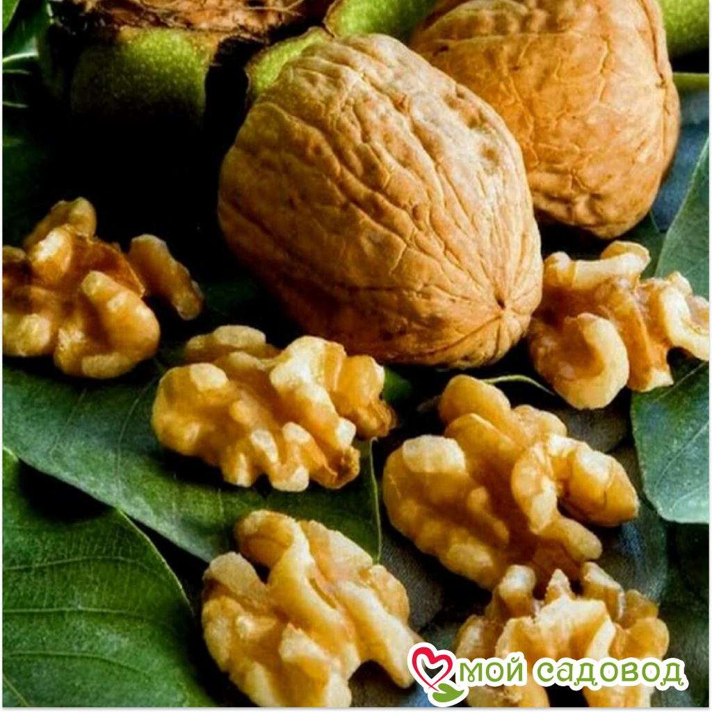 Грецкий Орех Левина